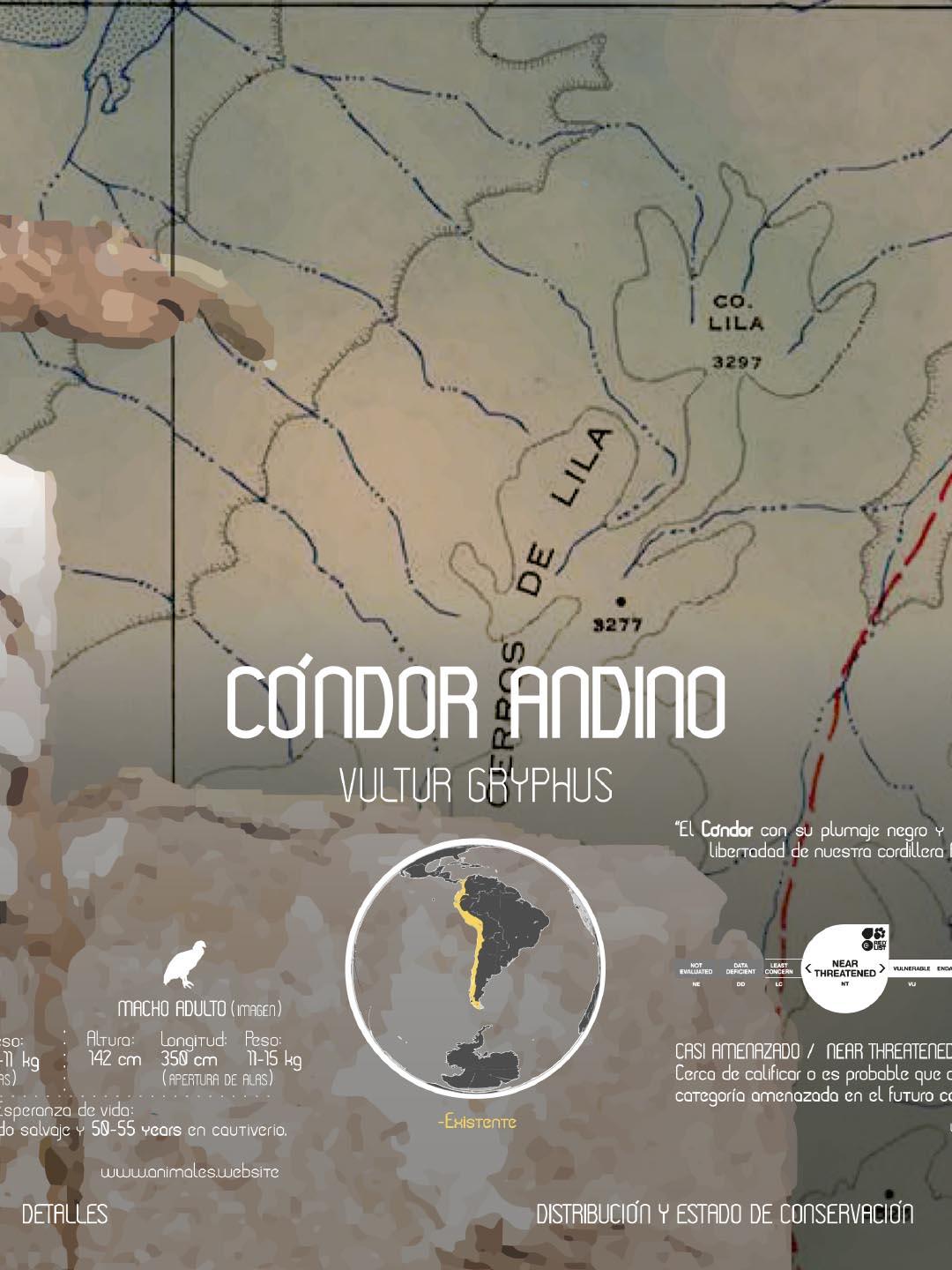Cóndor Andino Arte Escala - Enmarcado - Mappin