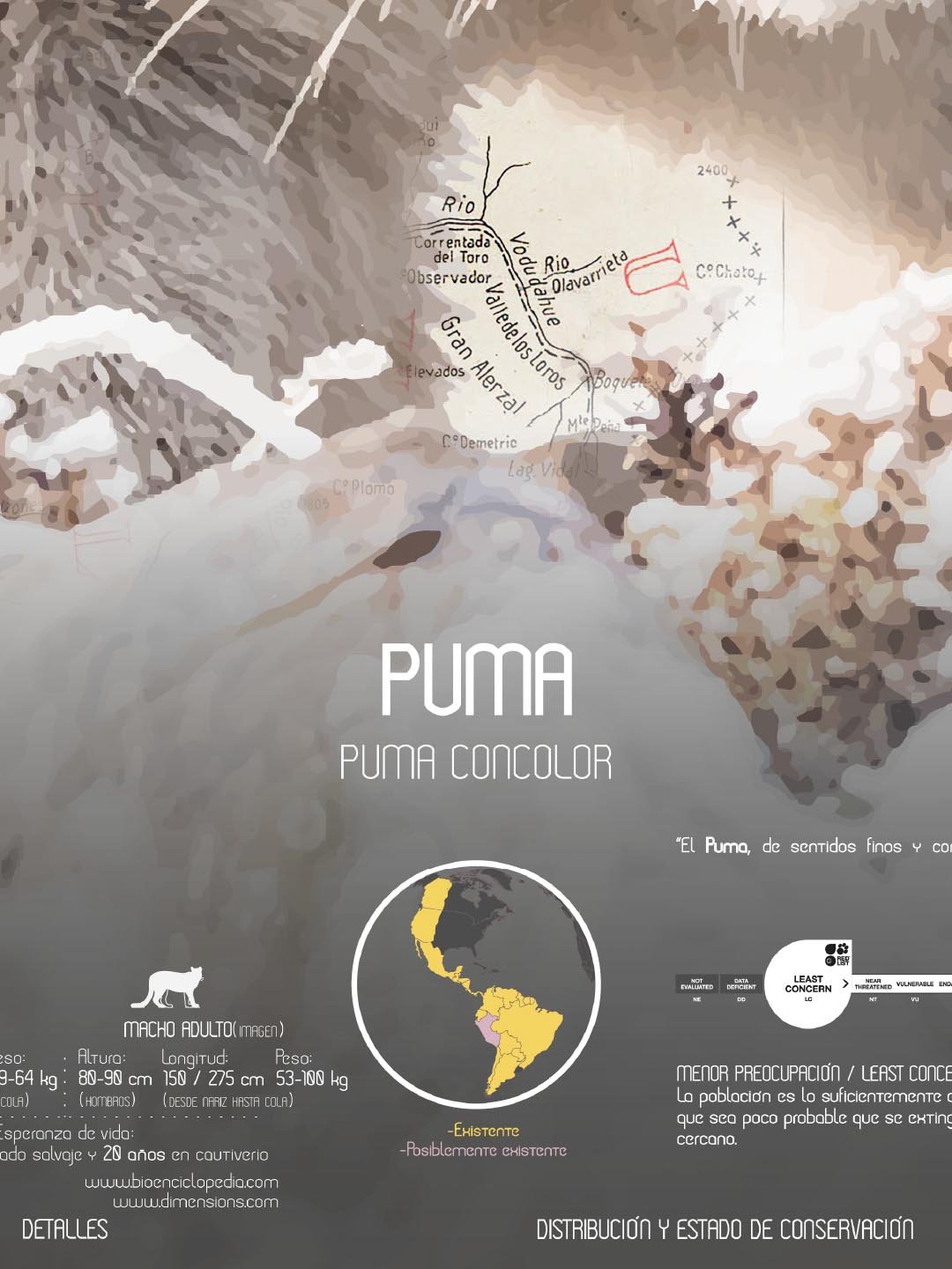 Puma Arte Escala - Lámina