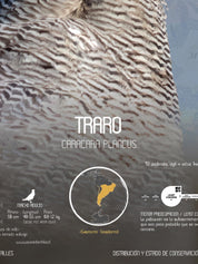 Traro Arte Escala - Lámina