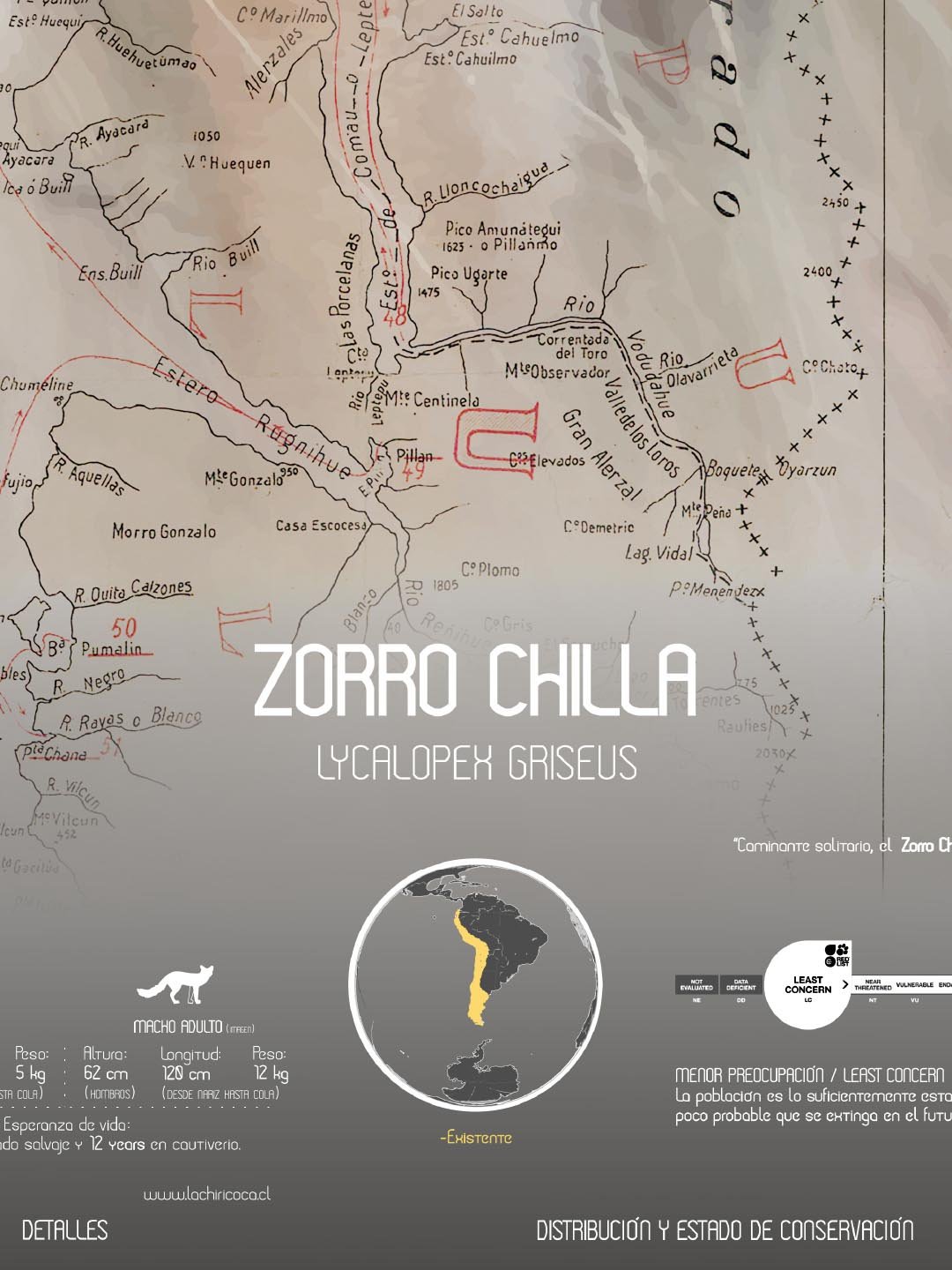 Zorro Chilla Arte Escala - Lámina