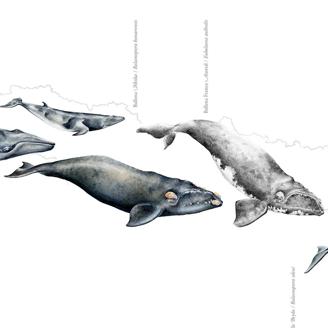 Mapa de Ballenas de Chile - Enmarcado - Mappin