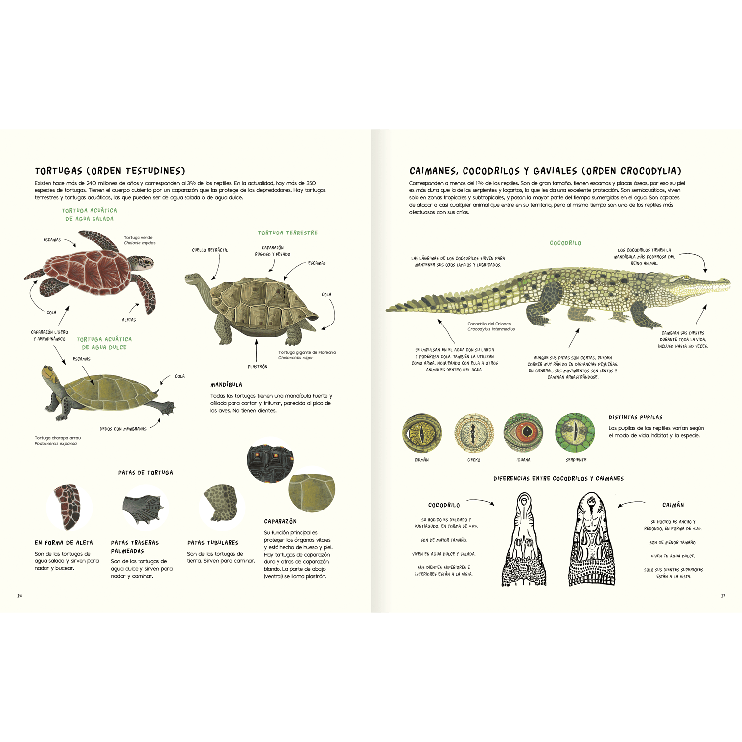 Agua y tierra, anfibios y reptiles de América