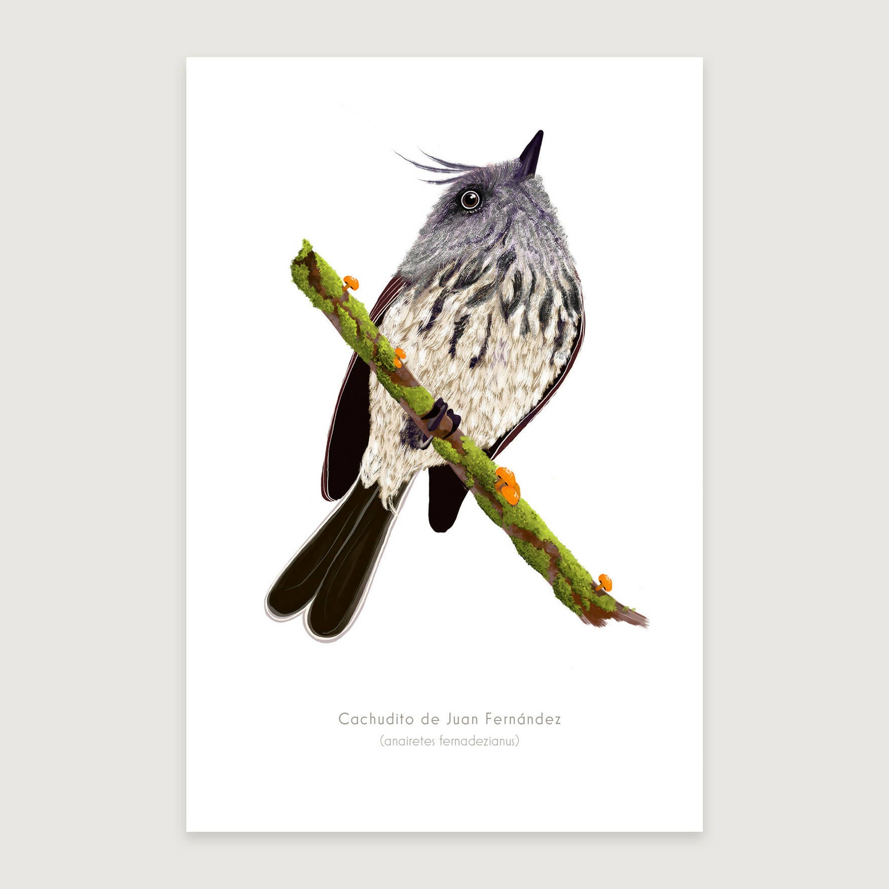 LAMINAS AVES DE CHILE - Cachudito