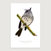 LAMINAS AVES DE CHILE - Cachudito