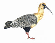 Autoadhesivo - Bandurria