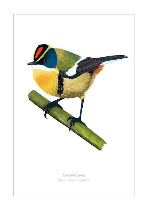 POST SIETECOLORES LAMINA 10X15