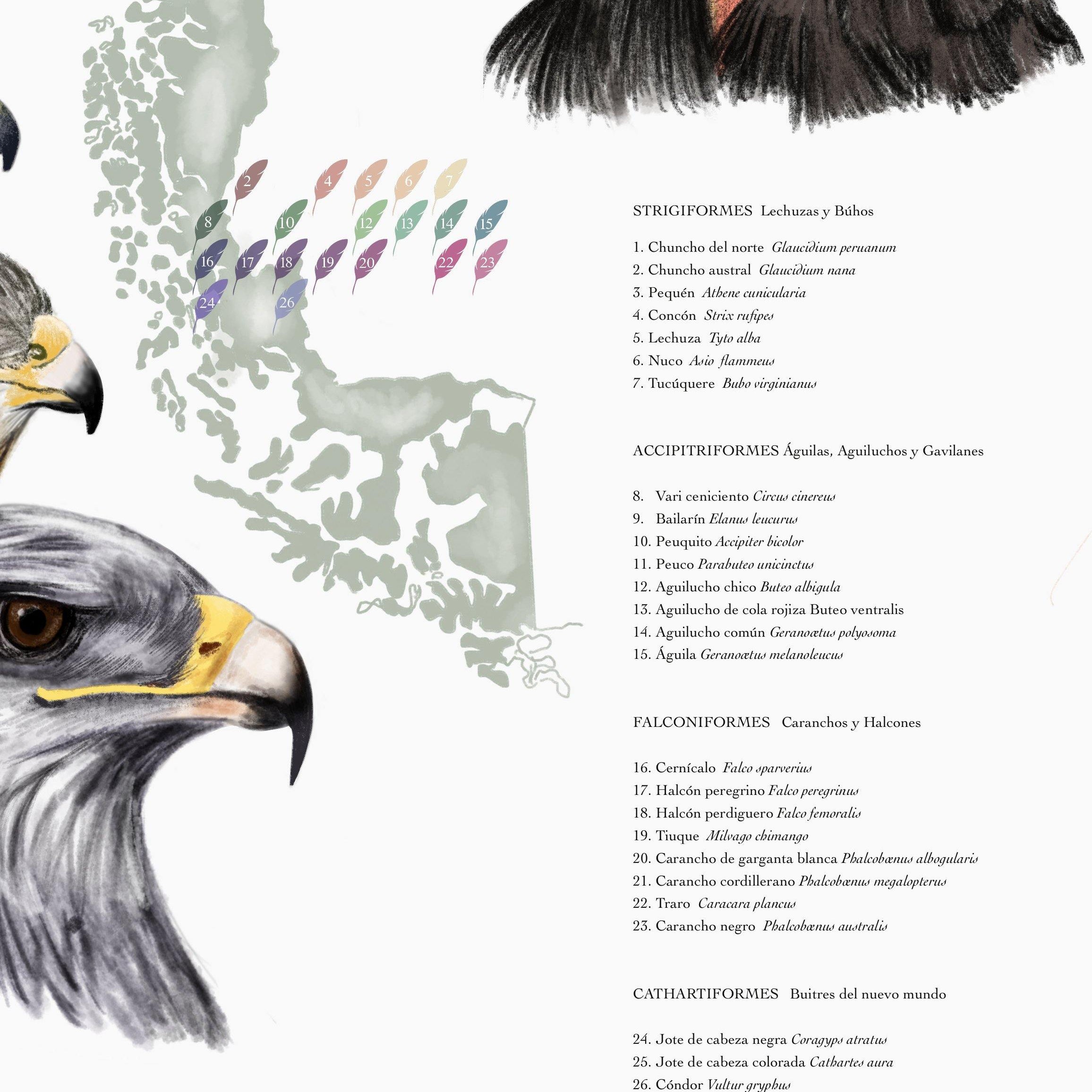 Aves Rapaces Nidificantes de Chile - Lámina - Mappin