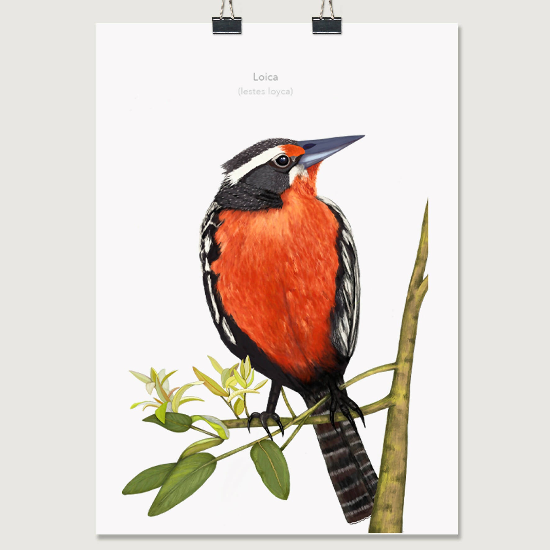 LOICA POST LAMINA 20X30