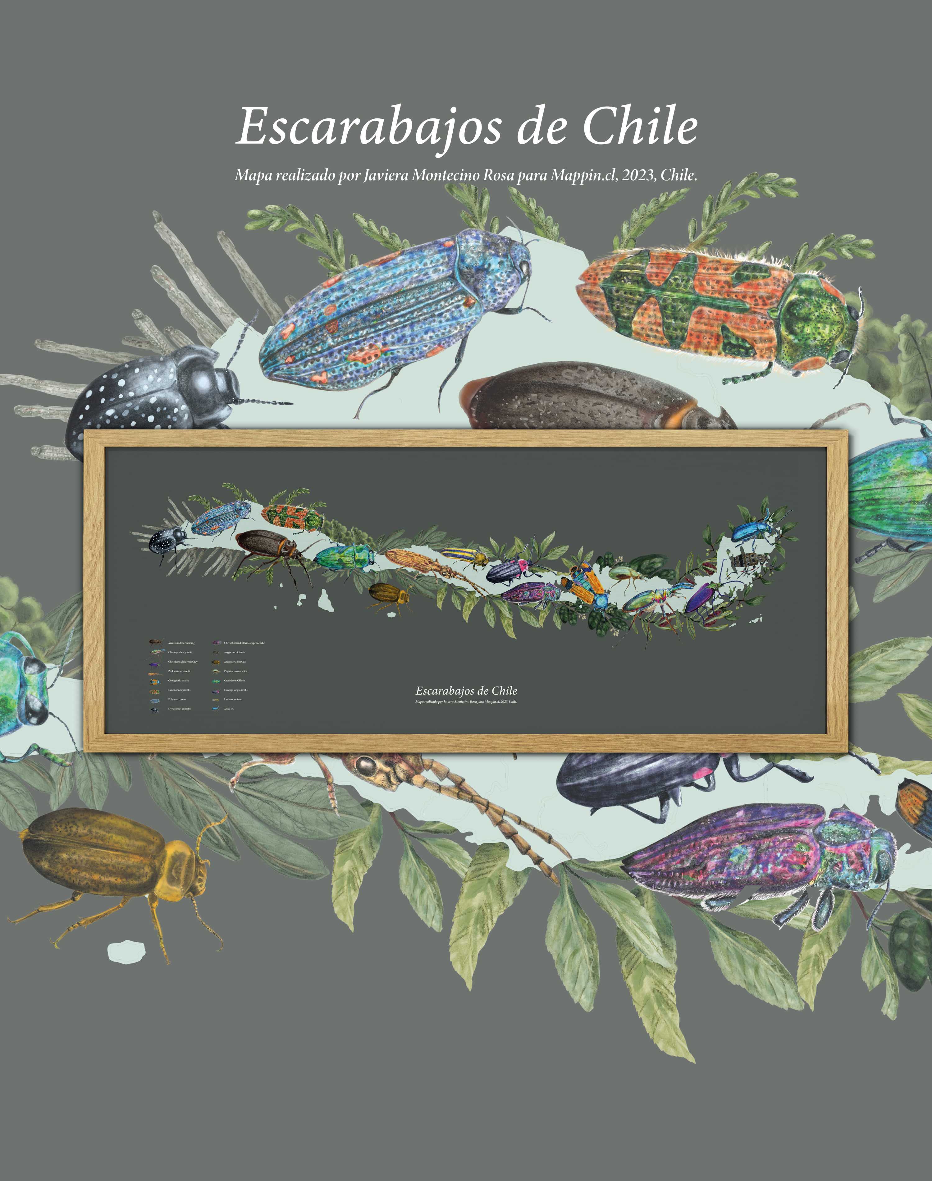 Mapa de Escarabajos de Chile - Enmarcado A PEDIDO