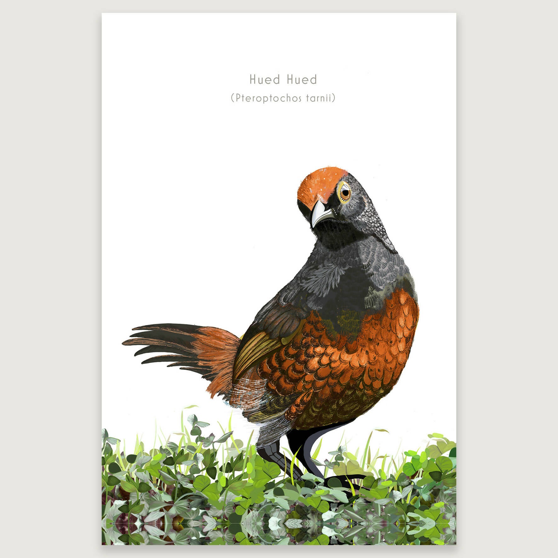 LAMINAS AVES DE CHILE - Hued HUed