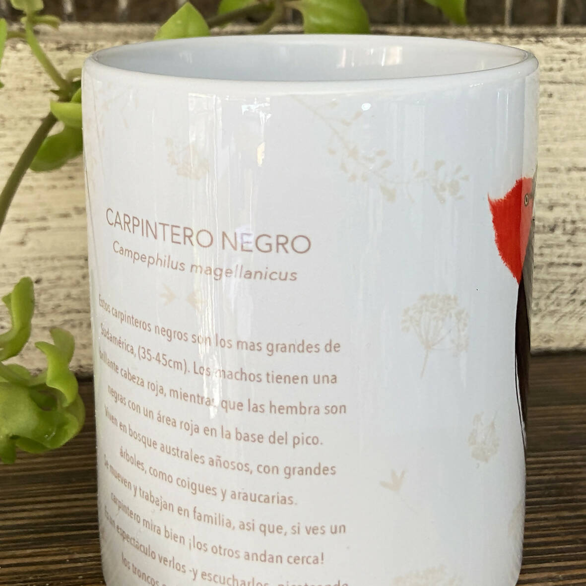 Tazón Carpintero, pajaritos chilenos