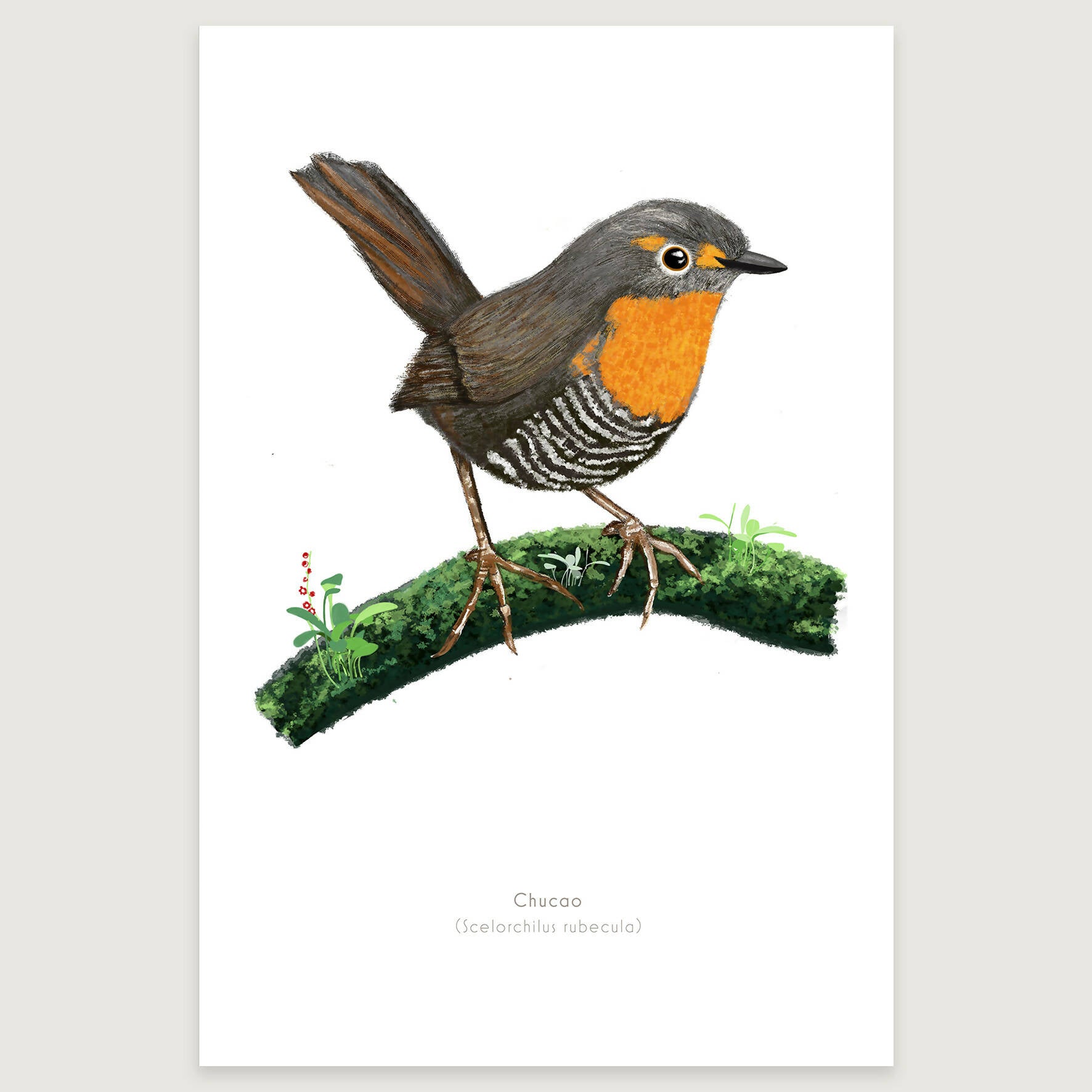 LAMINAS AVES DE CHILE - Chucao