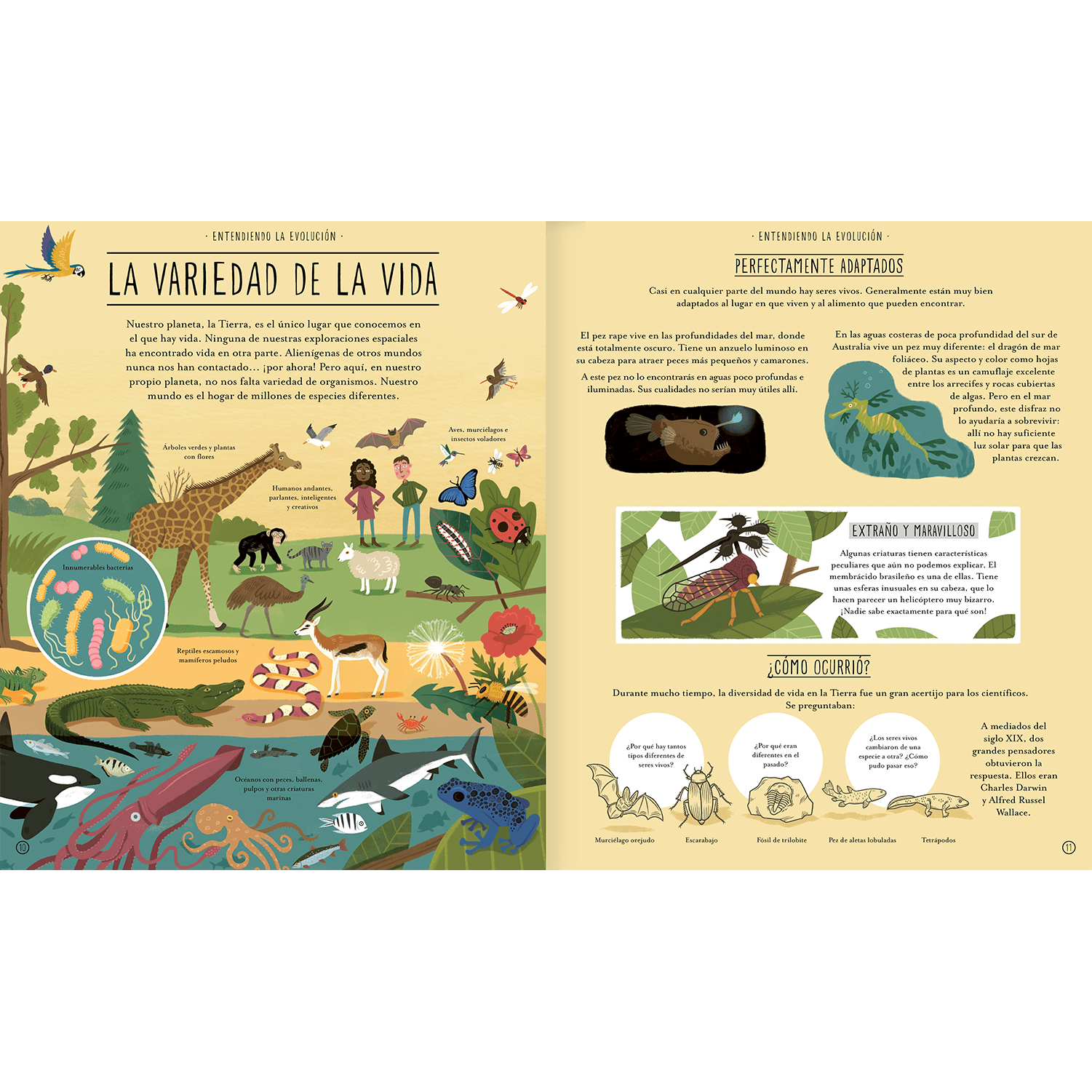 Increíble evolución