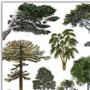 Individuales de árboles nativos del sur de Chile ilustrados - Creado en Chile