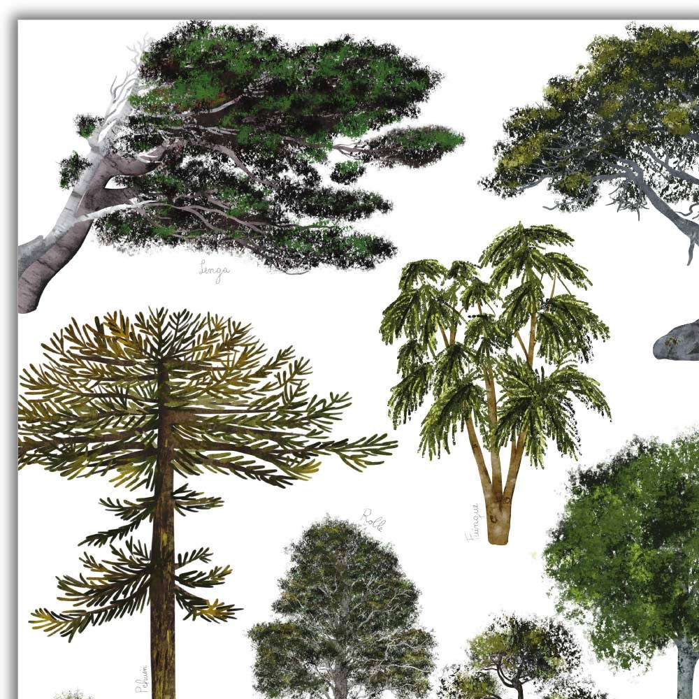 Individuales de árboles nativos del sur de Chile ilustrados