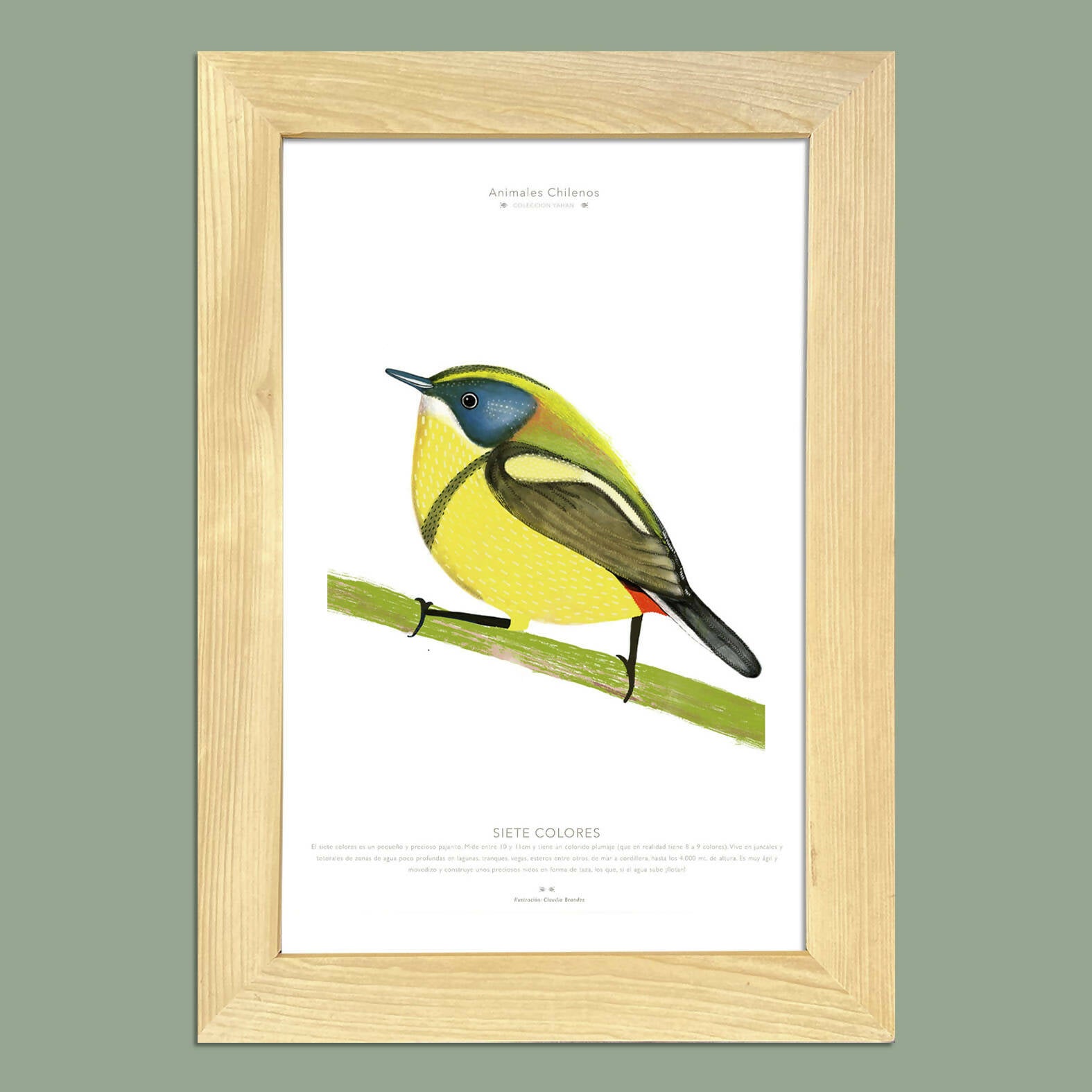 Cuadro SIETE COLORES, colección Fauna Chilena, 20x30cm