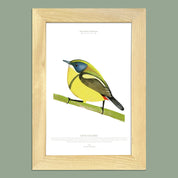 Cuadro SIETE COLORES, colección Fauna Chilena, 20x30cm