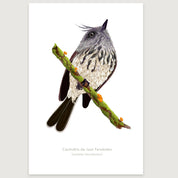 LAMINAS AVES DE CHILE - Cachudito