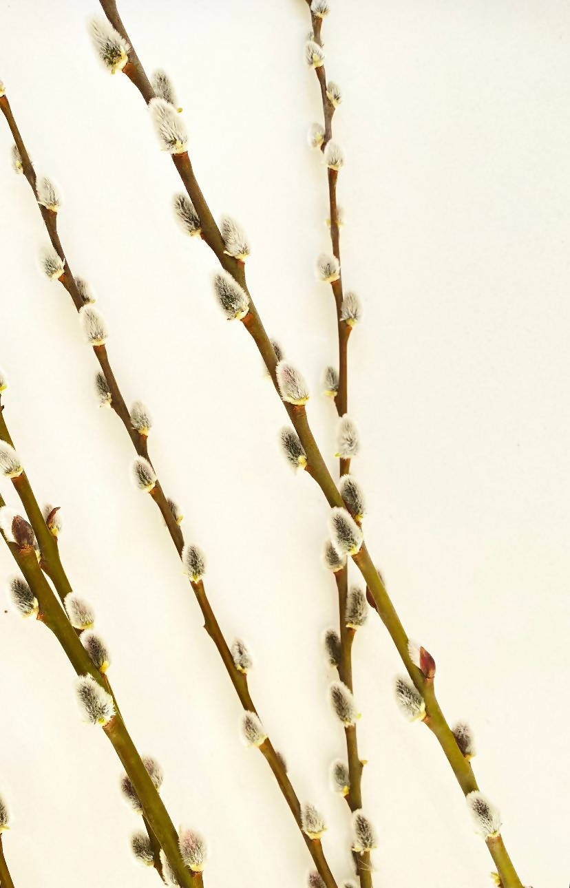 Salix Cineraria Seca