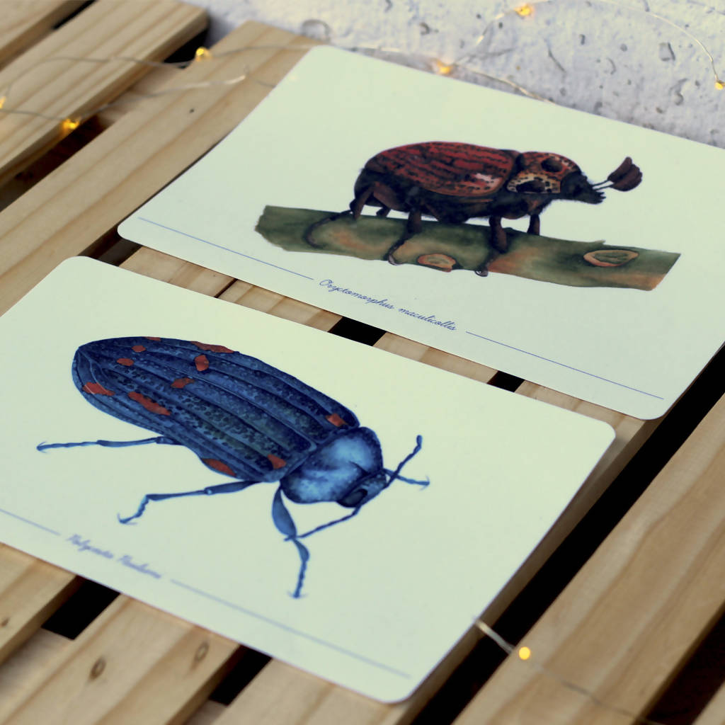 Colección Postales "Coleópteros de Chile"