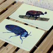 Colección Postales "Coleópteros de Chile"