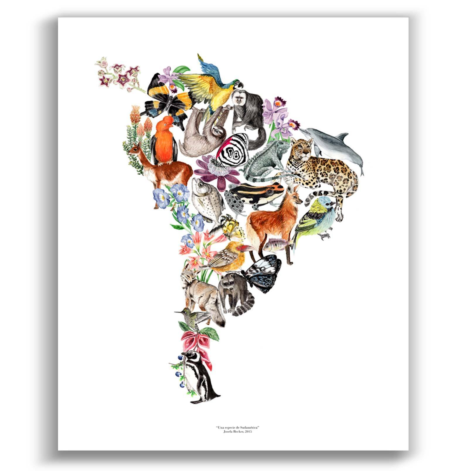 Una especie de Sudamérica - Lámina - Mappin