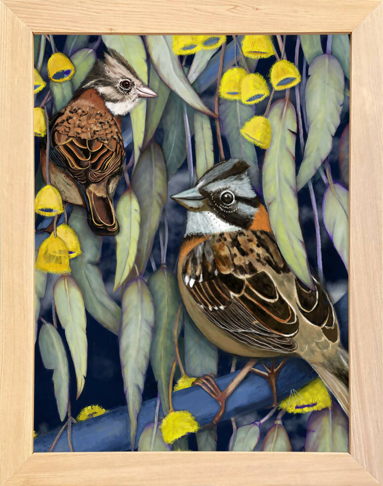 Cuadro CHINCOLES, colección Aves de Chile, 40x50cm