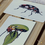 Colección Postales "Coleópteros de Chile"