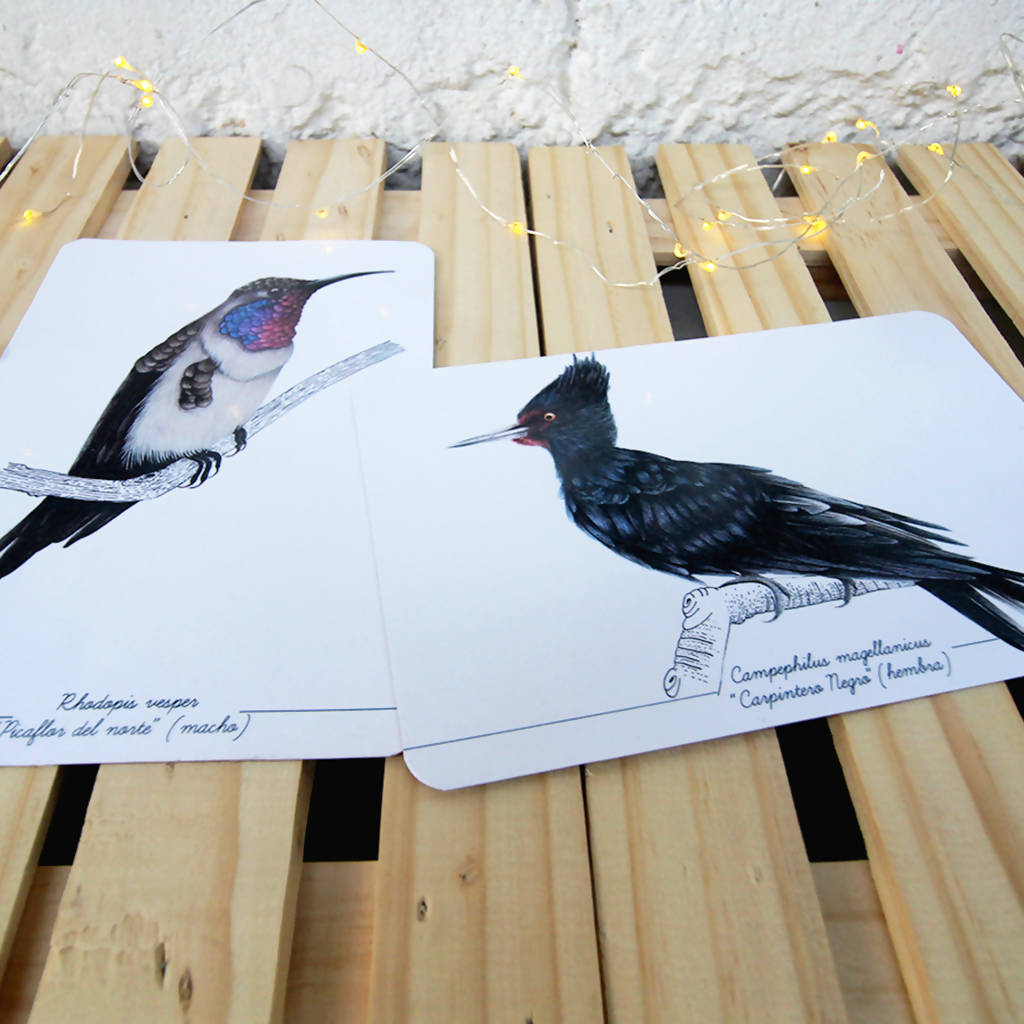 Colección Postales "Aves en Chile"