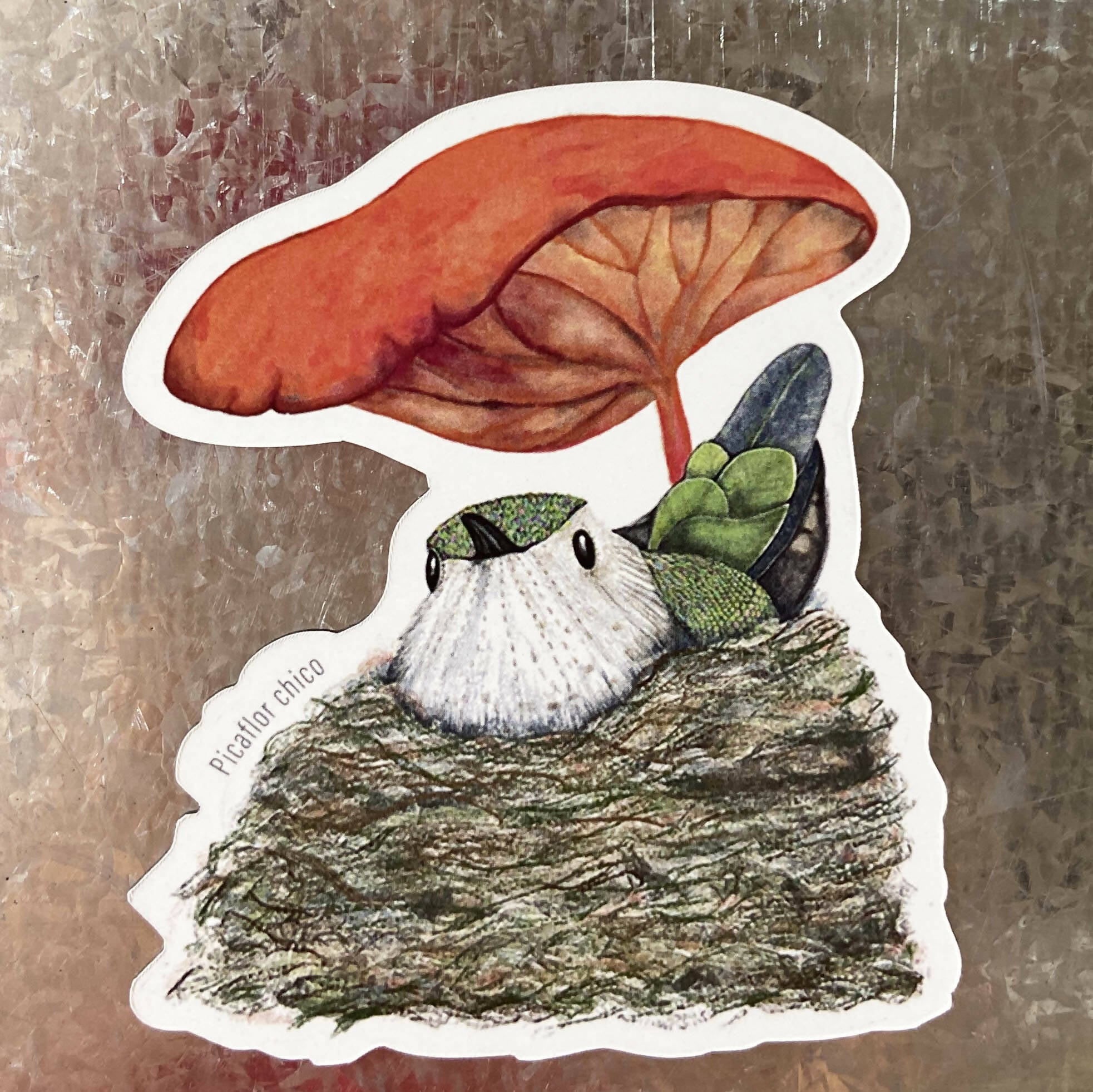 IMAN PICAFLOR, aves de Chile