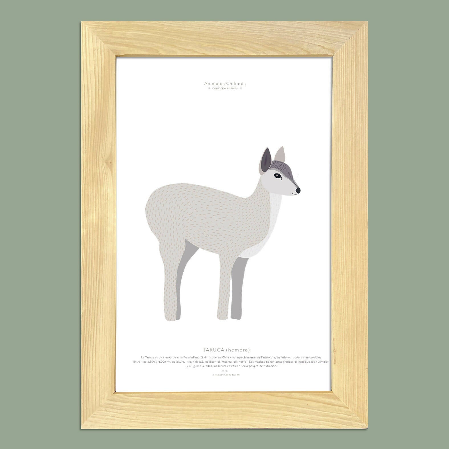 Cuadro TARUCA, colección Fauna Chilena, 20x30cm