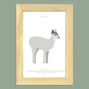 Cuadro TARUCA, colección Fauna Chilena, 20x30cm