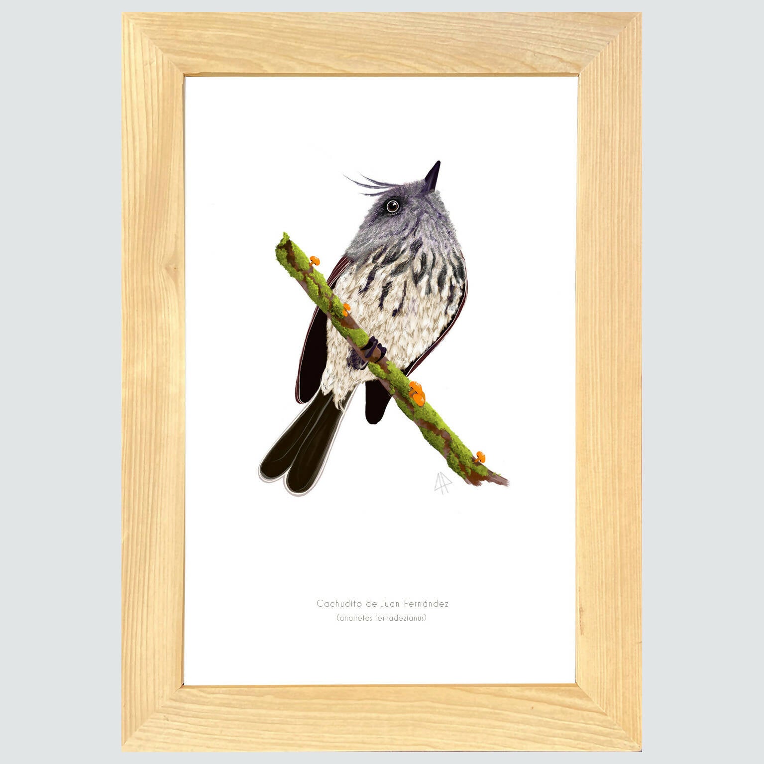 Cuadro CACHUDITO, colección aves chilenas, 20x30cm