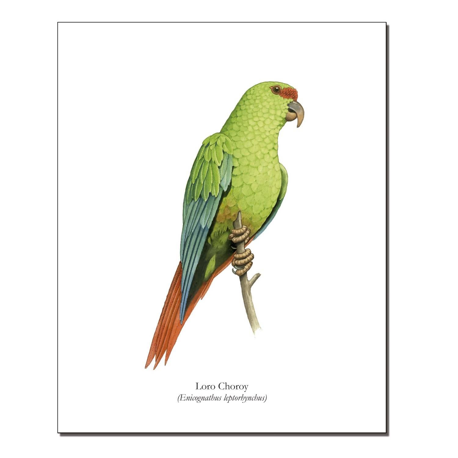 Lámina Loro Choroy
