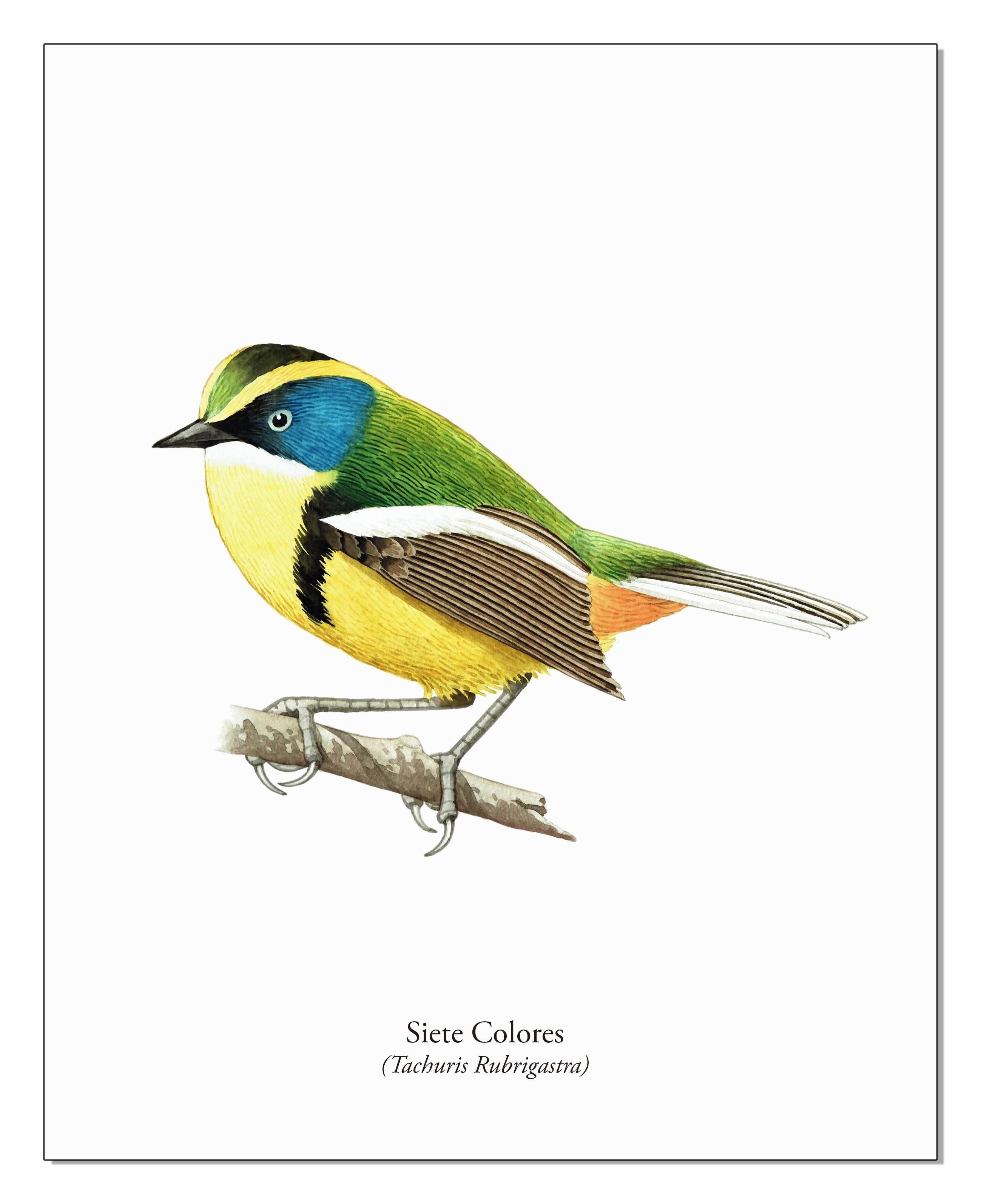 Lámina Siete Colores