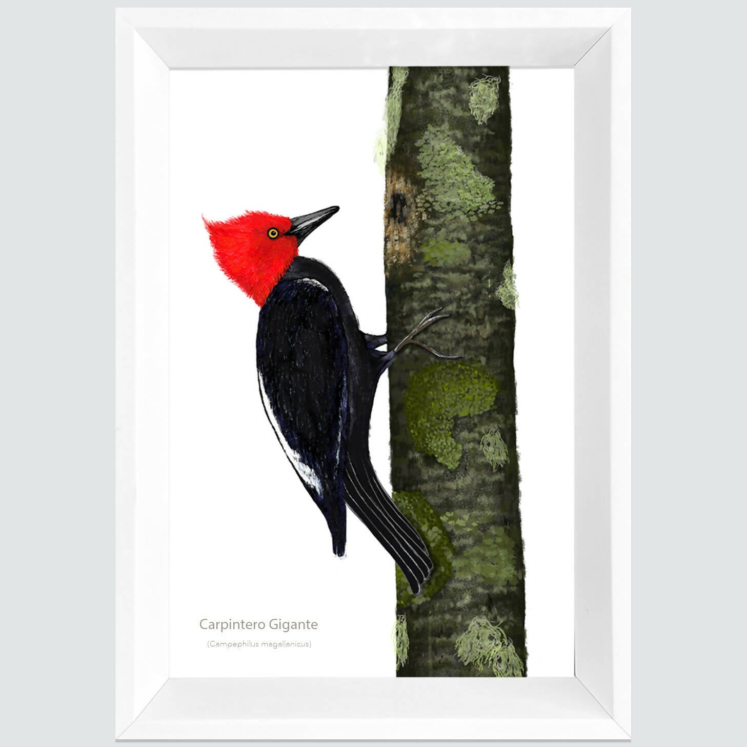 Cuadro CARPINTERO, colección aves chilenas, 20x30cm