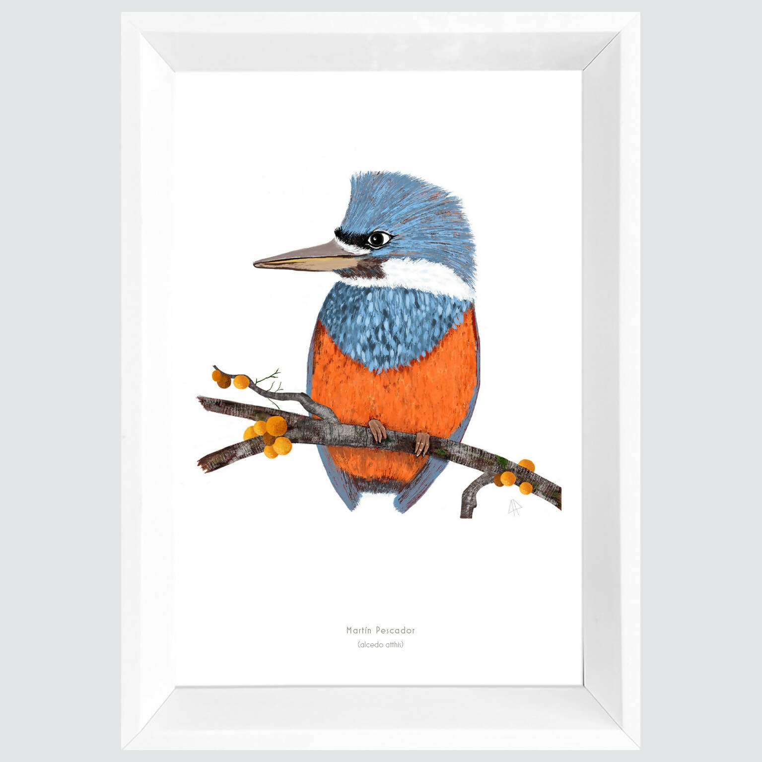 Cuadro MARTIN PESCADOR, colección aves chilenas, 20x30cm