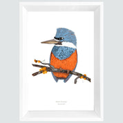 Cuadro MARTIN PESCADOR, colección aves chilenas, 20x30cm