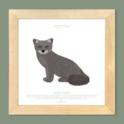 Cuadro ZORRO CHILOTE, COLECCION FAUNA CHILENA, 30X30CM