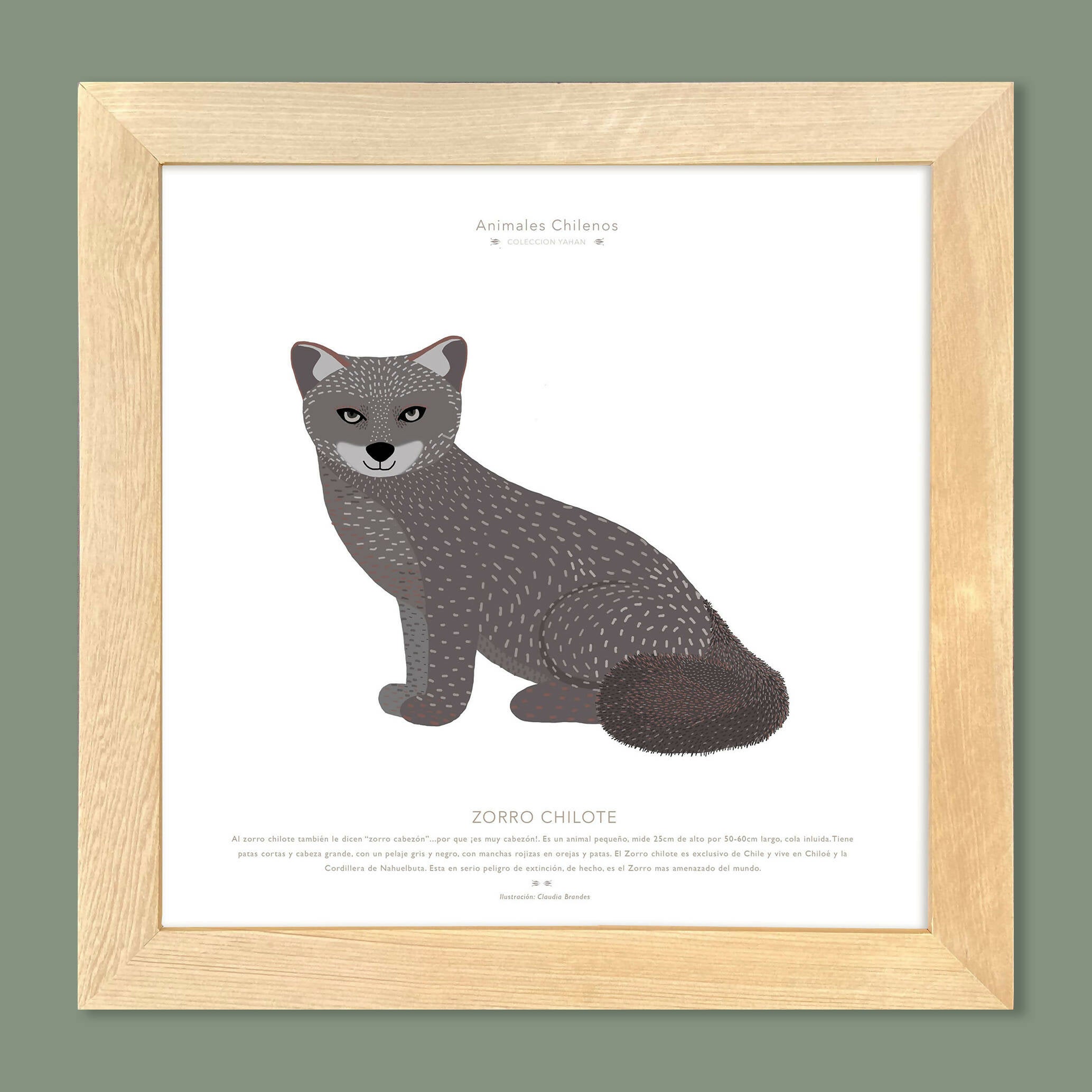 Cuadro ZORRO CHILOTE, COLECCION FAUNA CHILENA, 30X30CM