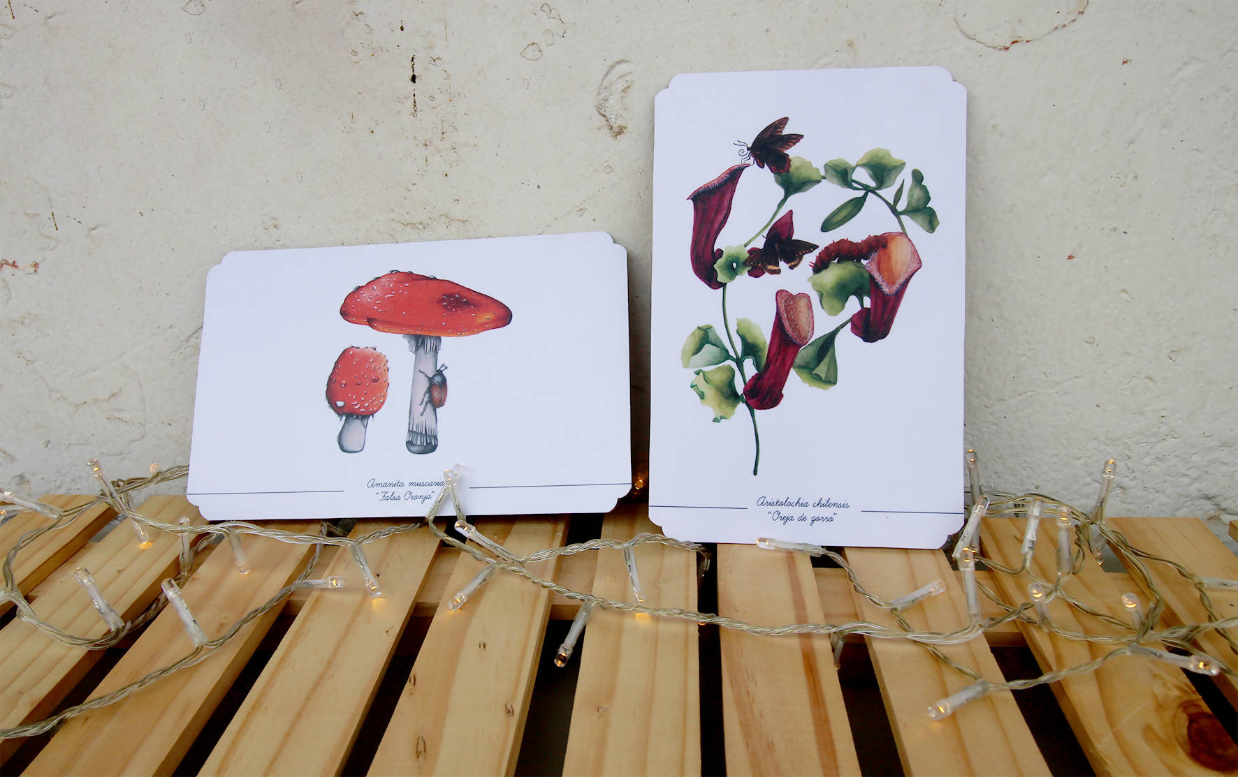 Colección Postales: Botánica