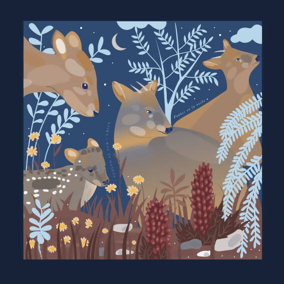 Maxi Pañuelo Pudúes en la Noche